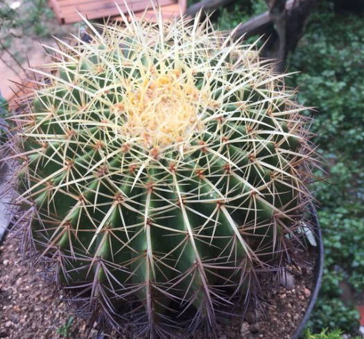 如何种植仙人球