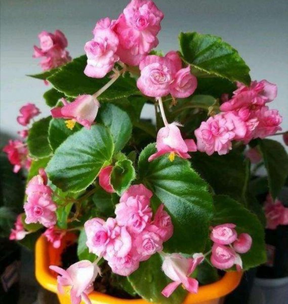 四季海棠花怎么养