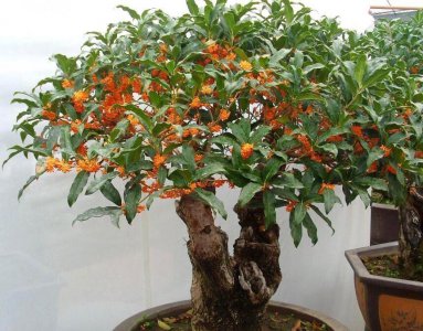 桂花盆栽怎么养才好 有关桂花的养护窍门
