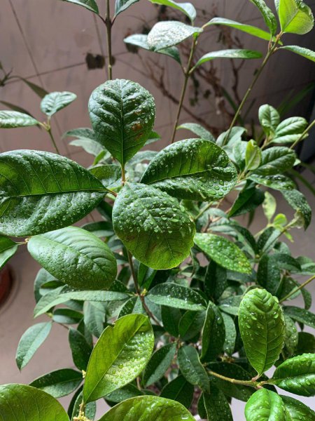 桂花盆栽怎么养才好