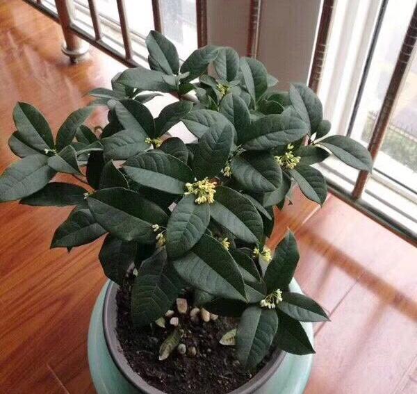 桂花盆栽怎么养才好