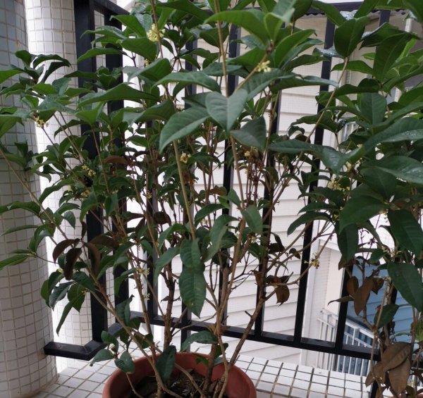 桂花盆栽怎么养才好