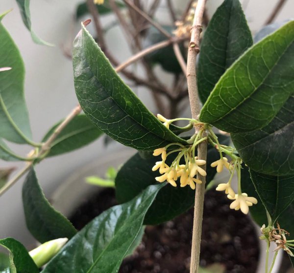 桂花盆栽怎么养才好