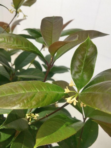 桂花盆栽怎么养才好