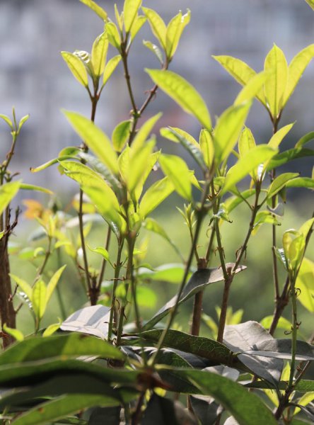 桂花盆栽怎么养才好