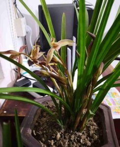 养兰花用什么肥料最好 有关简单兰花肥料排名