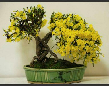 春花树怎么种 有关春花树盆景的养护
