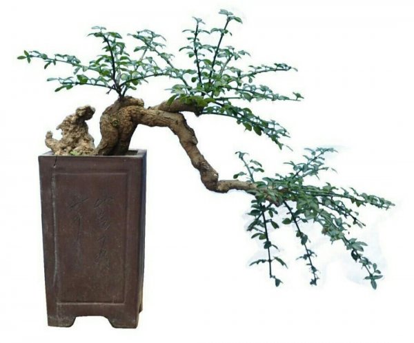 春花树怎么种