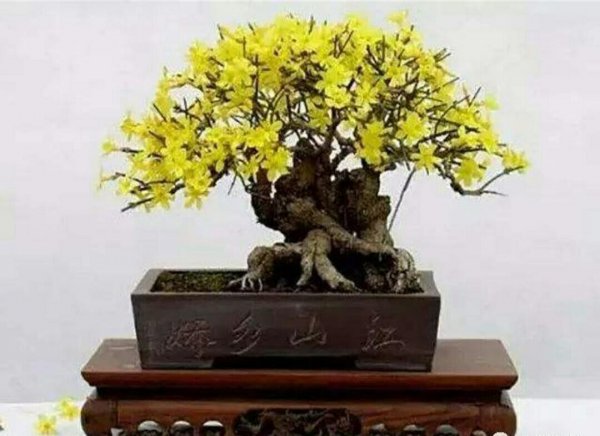 春花树怎么种