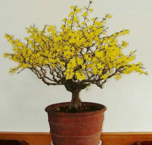 春花树怎么种