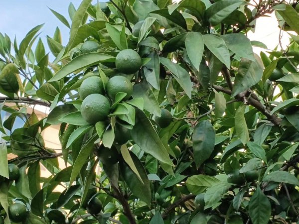 室内果树盆栽哪个好