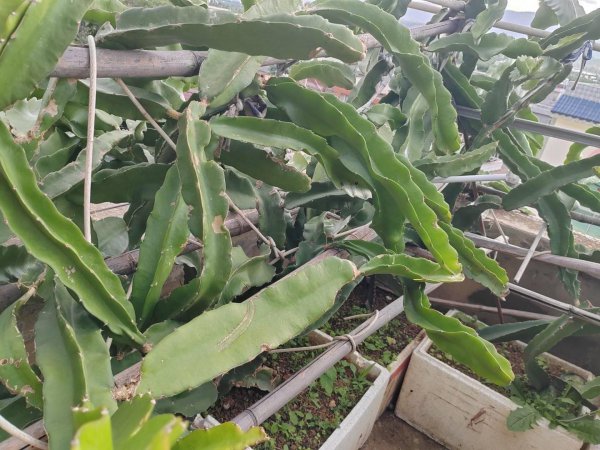 室内果树盆栽哪个好