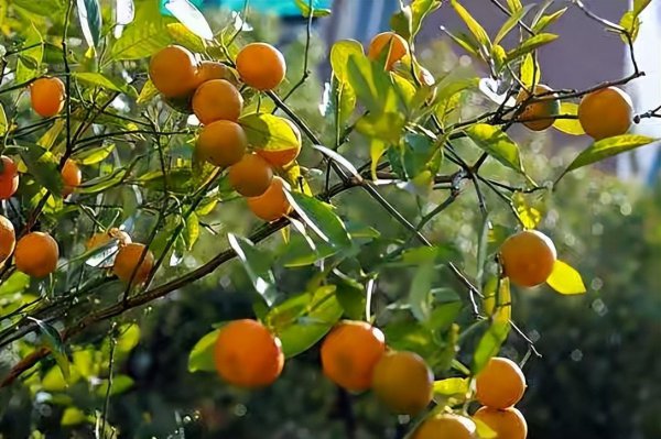 室内果树盆栽哪个好