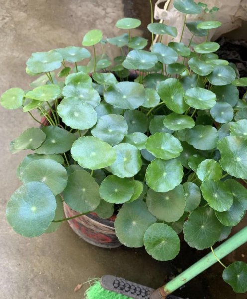 好养的植物有哪些