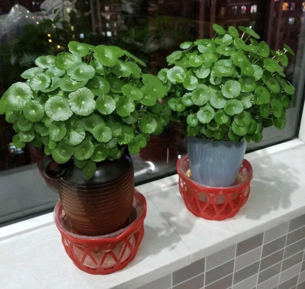 好养的植物有哪些