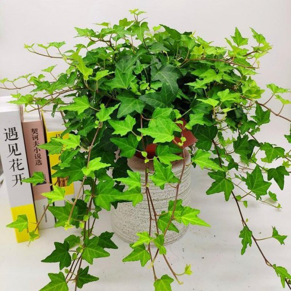好养的植物有哪些