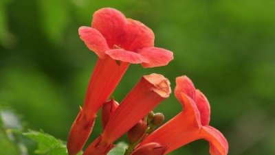 凌霄花怎么养才对 了解凌霄花盆栽的养殖方法
