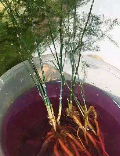 吊兰夏天怎么养护