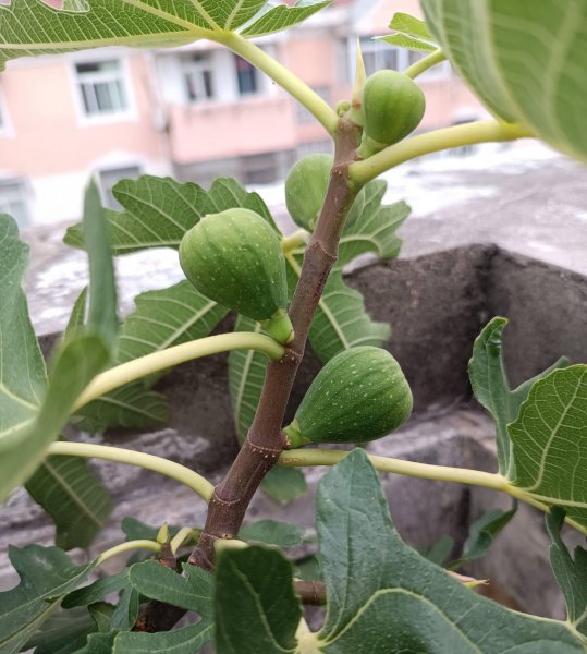 无花果怎么种植