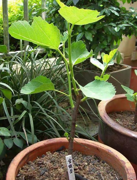 无花果怎么种植