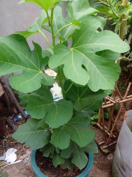 无花果怎么种植