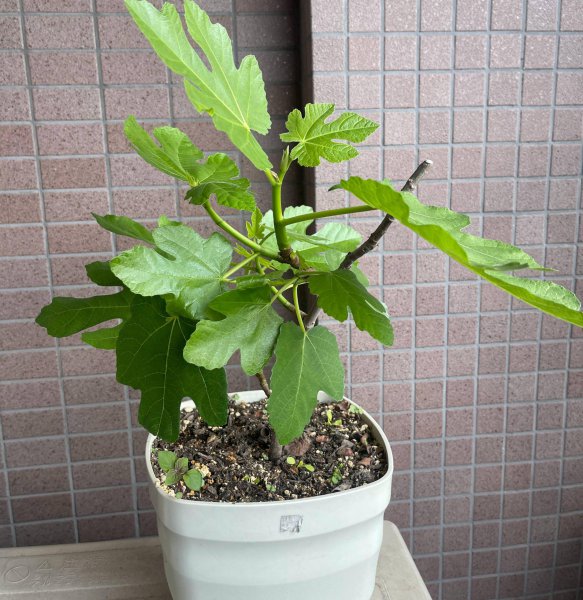 无花果怎么种植