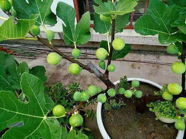 无花果怎么种植