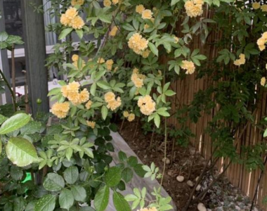 木香花适合盆栽吗 木香花的养殖方法和注意事项