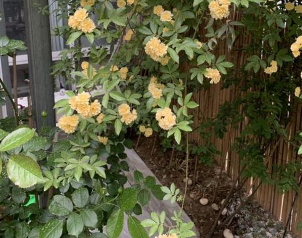木香花适合盆栽吗