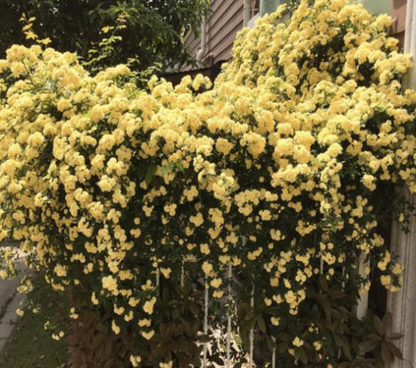 木香花适合盆栽吗
