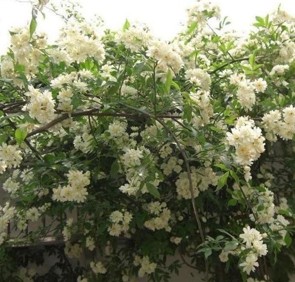 木香花适合盆栽吗
