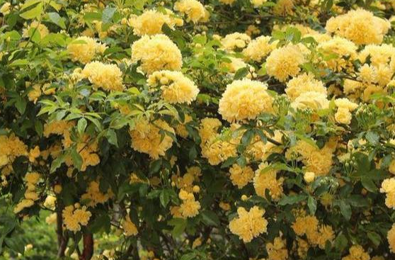 木香花适合盆栽吗
