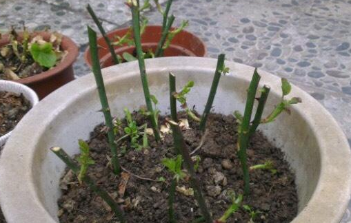 木香花适合盆栽吗