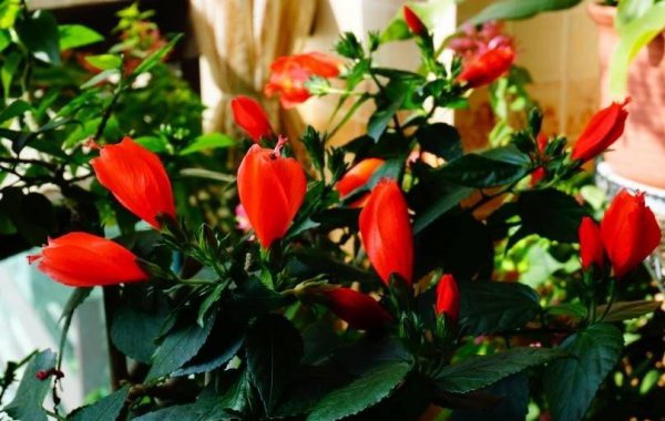 盆栽扶桑花怎样养
