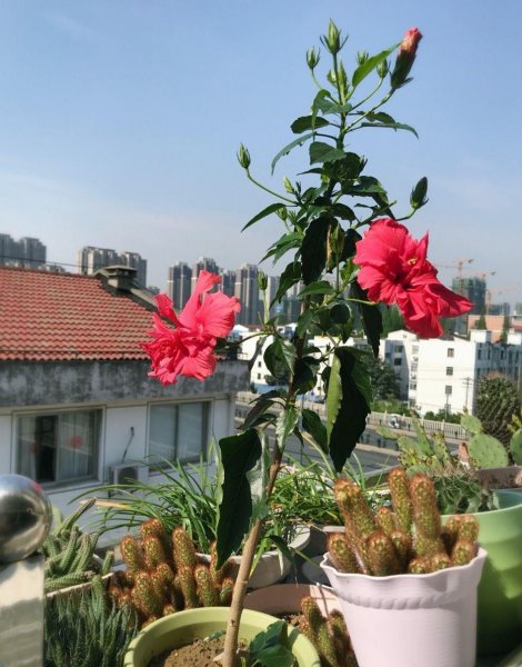 扶桑花怎么养才好