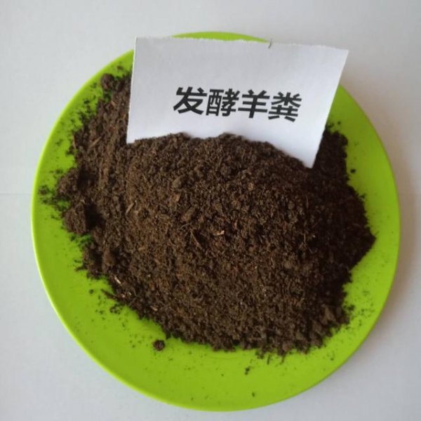 盆栽西红柿怎么管理