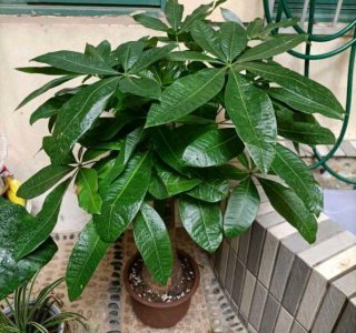 小发财树盆栽怎么养 种植发财树的妙招