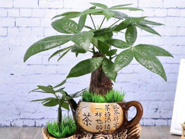 小发财树盆栽怎么养