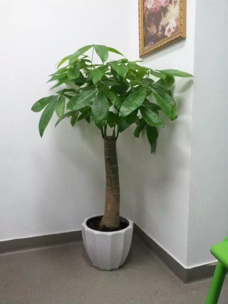 小发财树盆栽怎么养