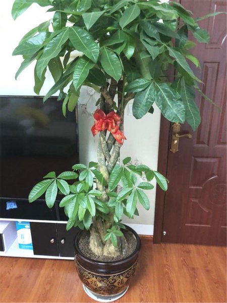 小发财树盆栽怎么养