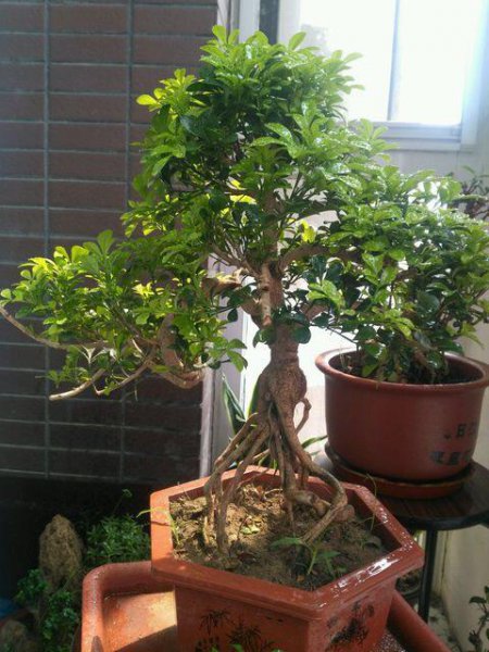 米兰花冬天室内怎么养