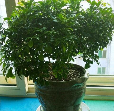 米兰花冬天室内怎么养