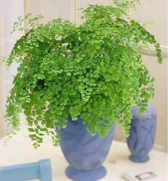 净化甲醛的植物有哪些