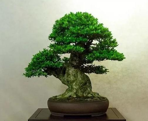 黄杨盆景用什么土最好