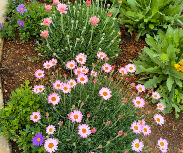雏菊花语是什么