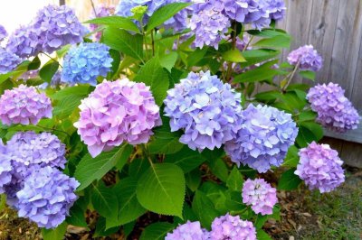 六月开什么花最美 有关六月代表性花卉