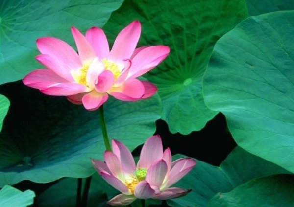 六月开什么花最美