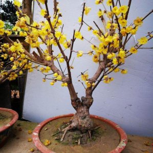 冬季盛开的花有哪些 代表冬季的花卉大全