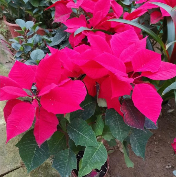 冬季盛开的花有哪些