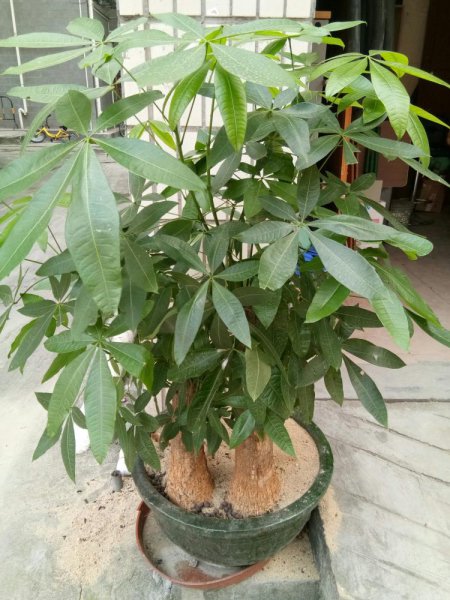 怎样种植发财树盆栽